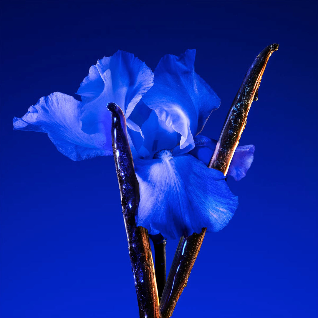 Flower Ikebana Indigo Eau de Parfum