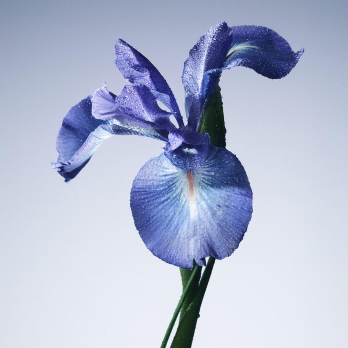 Ladies Privé Iris Bleu Eau de Toilette – Edgars