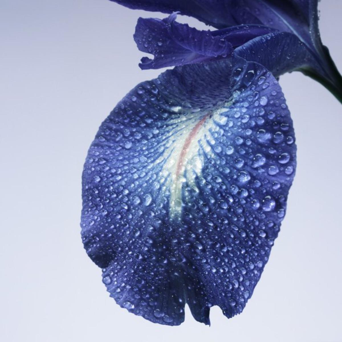 Ladies Privé Iris Bleu Eau de Toilette – Edgars