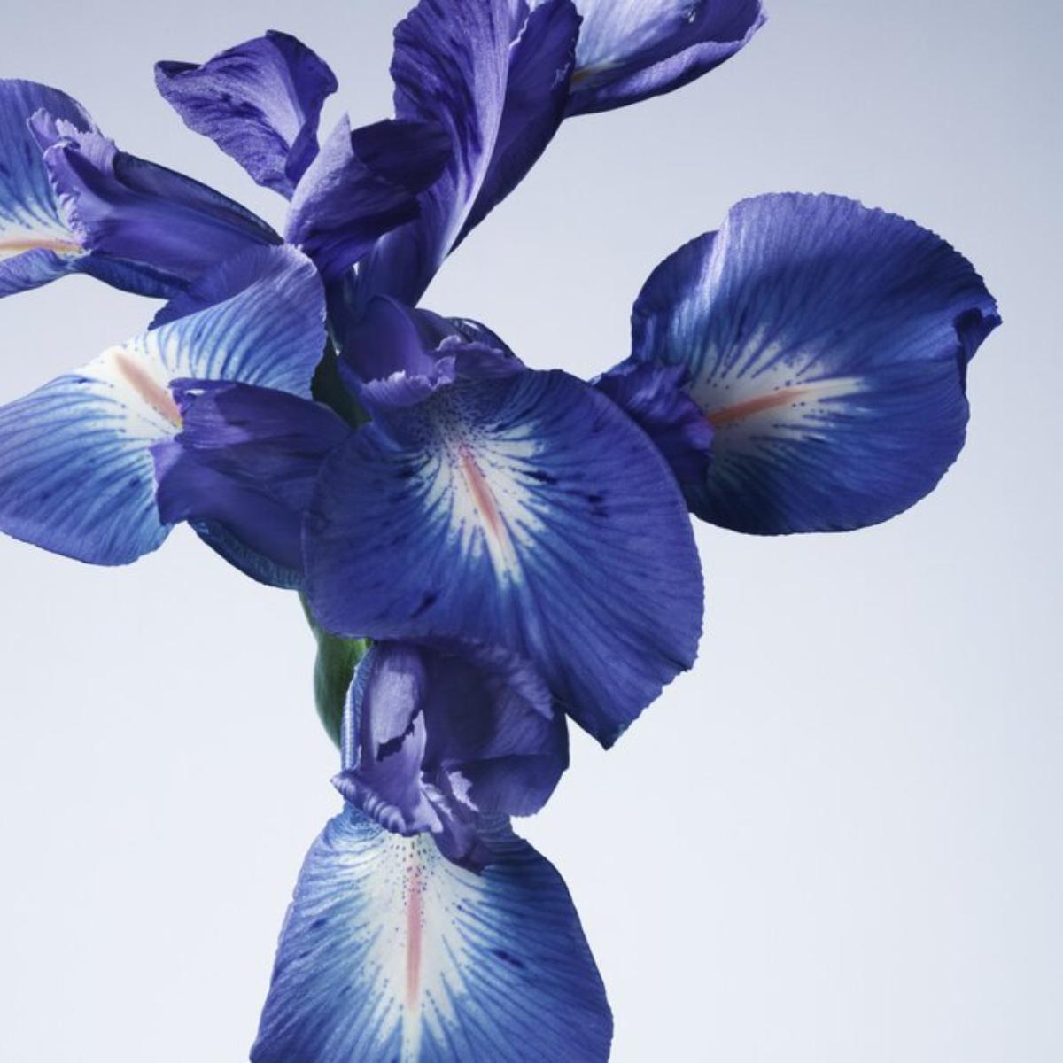 Ladies Privé Iris Bleu Eau de Toilette – Edgars