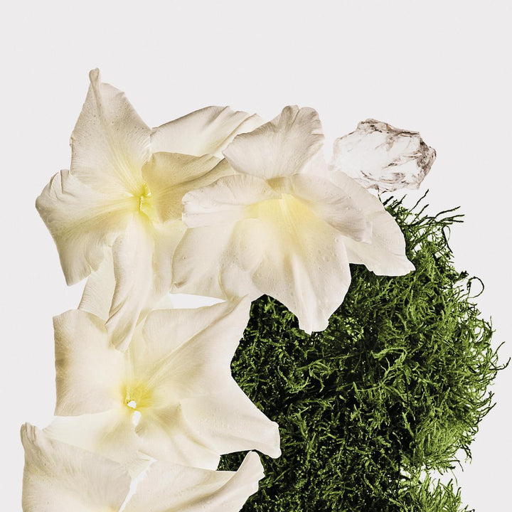 Cotton Musk Hair & Body Perfume Mist