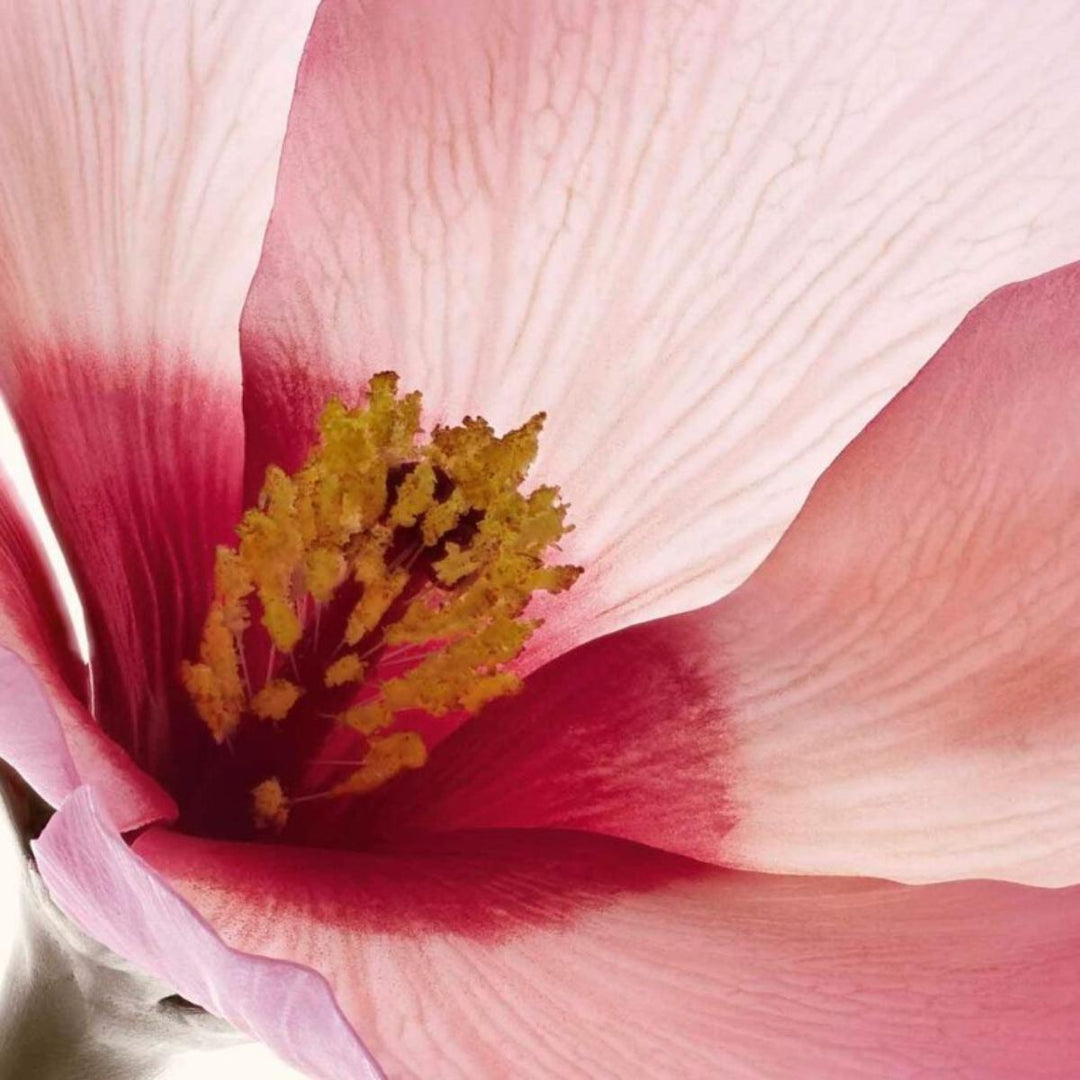 Renew-Plus Anti-Aging Resurfacing Body Serum