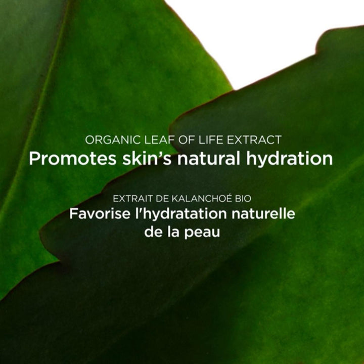 Fresh Scrub Refreshing Cream Scrub - Refreshing, Exfoliating + Hydrating