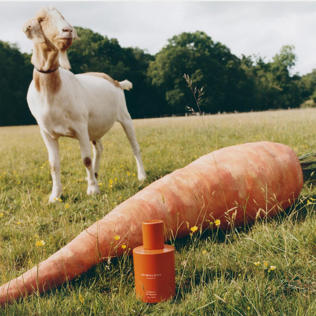 Carrot Blossom Cologne