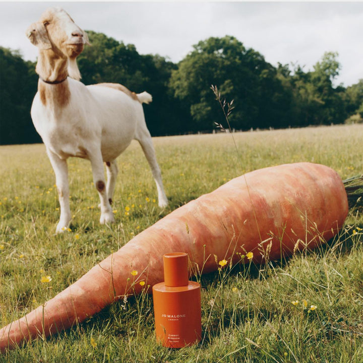 Carrot Blossom Cologne