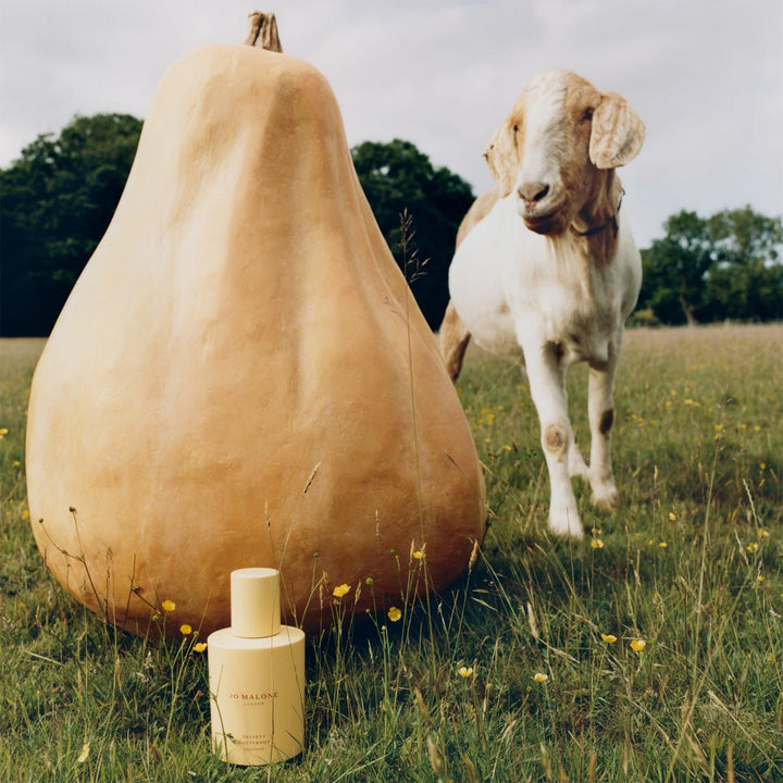 Velvety Butternut Cologne