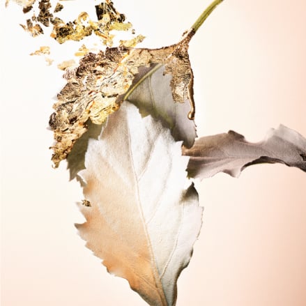 Splendida Patchouli Tentation Eau De Parfum Spray