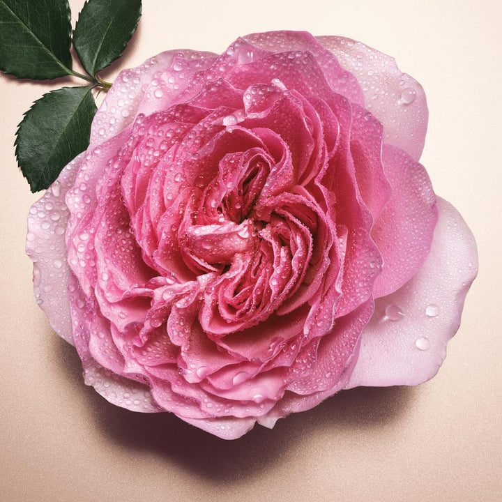 Pour Femme Absolu Eau de Parfum