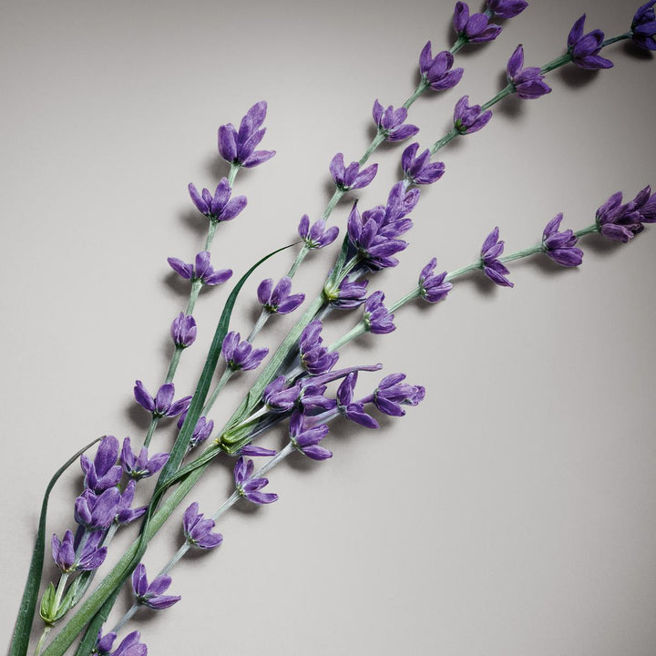 Pour Homme Absolu Eau de Parfum