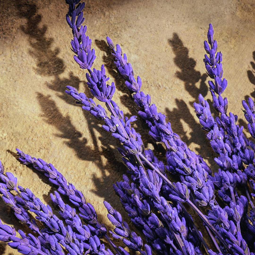 Devotion For Men Pour Homme Parfum