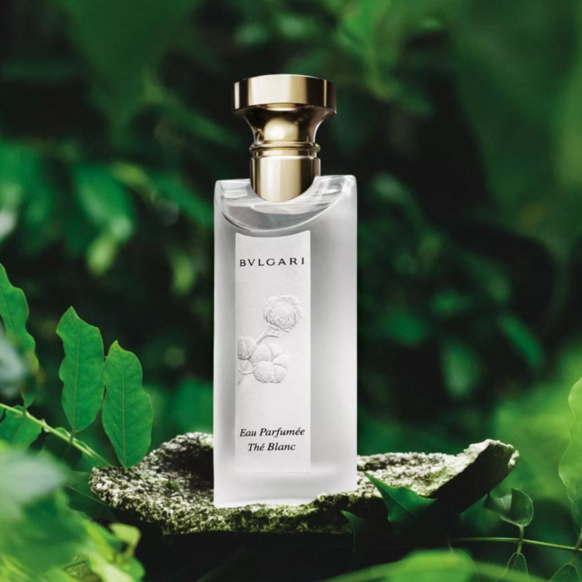 Ladies Eau Parfumée Thé Blanc Eau de Toilette – Edgars