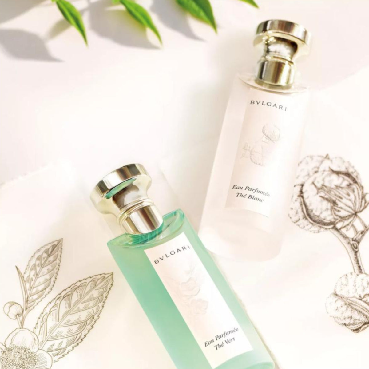 Ladies Eau Parfumée Thé Blanc Eau de Toilette – Edgars