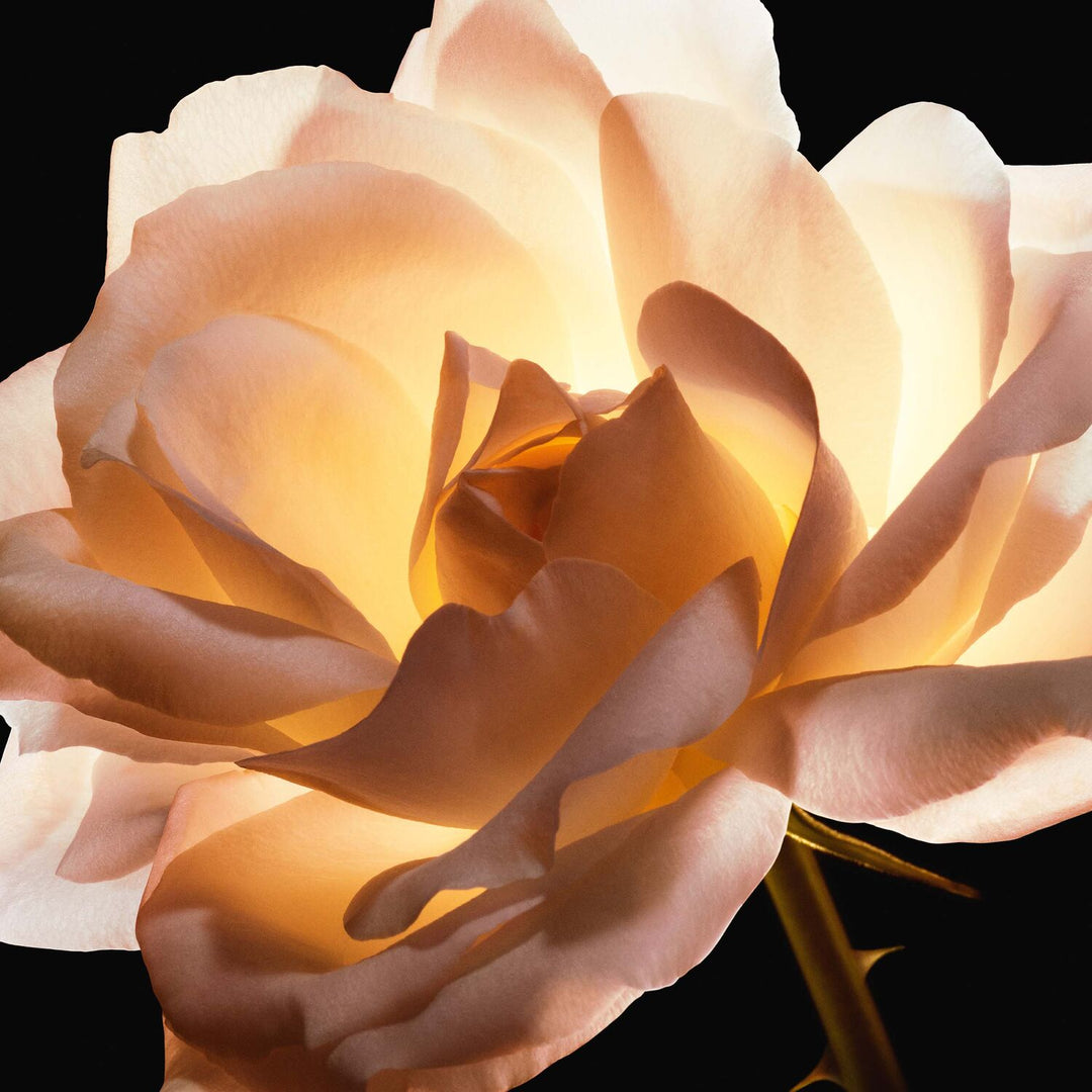 Prestige Le Cushion Teint de Rose Anti-Aging Foundation