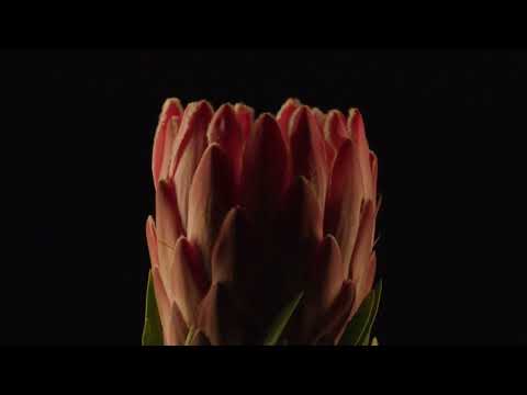 La Belle Eau de Parfum Intense